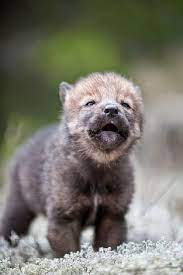 Image Result For Baby Wolf Animals Baby Wolves Baby Animals