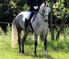 15 2hh Connemara X Irish Sports Horse Registered Sports Horse Of G B Irish Sport Horse Connemara Pony Horses