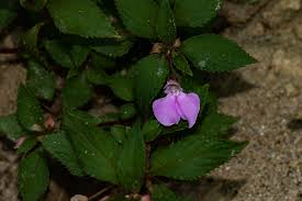 Image result for Impatiens cecilii
