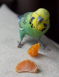 We did not find results for: Can Parakeets Eat Fruit List Of Fruit For Parakeets Psittacology
