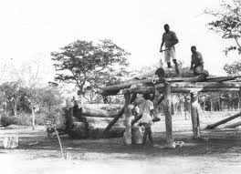 Image result for Ozoroa okavangensis