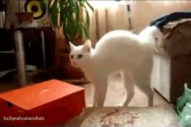 This illustration cat lol funny haha weird funny kitten funny s cat is taken from : Weird Cat Gifs Wifflegif