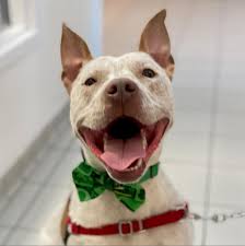 We are committed to finding responsible homes, controlling pet overpopulation, & promoting the humane treatment of animals. Adopt Dogs Nashville Humane