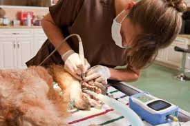 Veterinary Dentistry on the Cusp | Vet Advantage