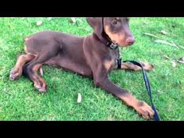 Doberman pinscher, also called doberman or dobe, breed of working dog developed in apolda, germany, by karl friedrich louis dobermann, a tax collector, night watchman, dogcatcher. Baby Red Doberman Pinscher Growing Youtube