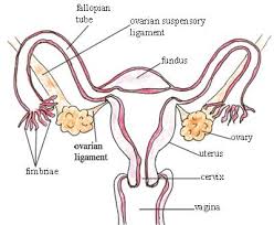 Image modified from openstax, cc by 4.0. Antenatal Care Module 3 Anatomy And Physiology Of The Female Reproductive System View As Single Page