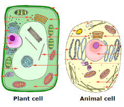 A) the presence of chloroplasts, a large vacoule, and a cell wall. Science Difference Between Plant And Animal Cells Diagram Quizlet