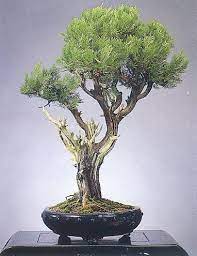 配盆方法 台灣盆栽世界 bonsai tree bonsai bonsai garden