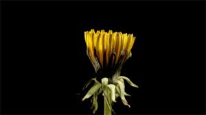 Dandelion Gif Gif Flowers Aesthetic Gif