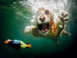 Seth Casteel Underwater Dogs Underwater Dogs Funny Dog Faces Dogs