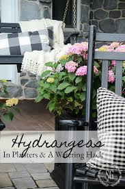 It is not necessary to remove the mulch when fertilizing, but water soon after application to help dissolve the fertilizer and send it into the soil. Hydrangeas In Planters And A Self Watering Stake Diy Stonegable