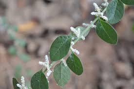 Image result for Loudetia lanata