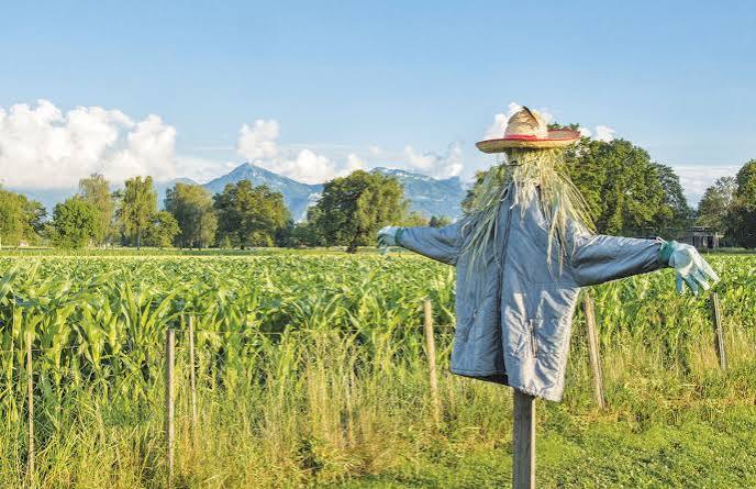 The tale of the vanishing scarecrow