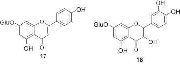 Image result for Cyphostemma heterotrichum