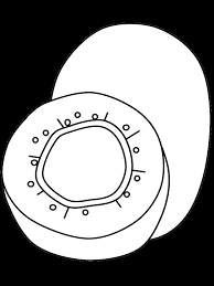 Search images from huge database containing over 620,000 coloring pages. Kiwi Fruit Coloring Pages Coloring Page Book For Kids