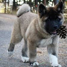 American Akita Black And White American Akita Akita Dog American Akita Dog Akita Puppies