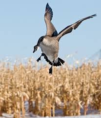 The Late Show Hunting Canada Geese Goose Hunting Bird Hunting Hunting