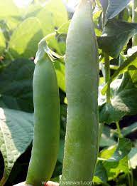 In order to freeze the pea pods, they are previously washed and dried on a towel. How To Freeze Peas In The Pod Arxiusarquitectura