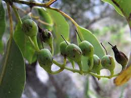 Image result for Agarista salicifolia