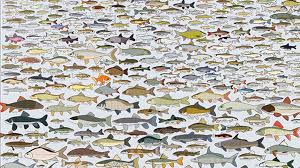 900 freshwater fish you can encounter in america mental floss