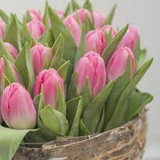 Pink Tulip Dynasty Pink Tulips Tulip Bulbs Flower Farm