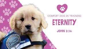 Category: K-9 Comfort Dogs