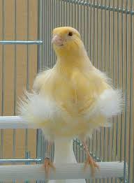 Risultati Immagini Per Canarini Canarios Aves Exoticas Aves
