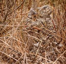 The Ultimate Waterfowl Camo The Hunting Page