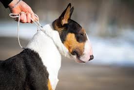 Earnest Guy Venturesome aka Tom • • • #venturesome #venturesomekennel  #minibull #minibullterrier #miniaturebullterrier #miniaturebullterrierkennel