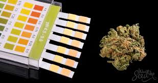 On this day, you will be able to pass a drug test. How To Pass A Drug Test For Weed Weedseedshop