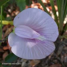 Image result for Centrosema