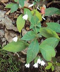 Image result for Rhinacanthus submontanus