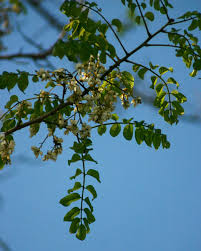 Image result for Acacia stuhlmannii