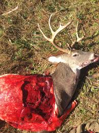 From your 300 the 150tsx will penetrate equally and many times out penetrate the majority of 180s on the market. 223 For Bear Deer Elk And Moose Page 2 Rokslide Forum
