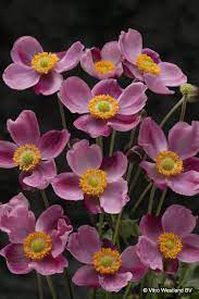Anemone Hybrida Pink Kiss Plants Dry Shade Plants Flower Farmer