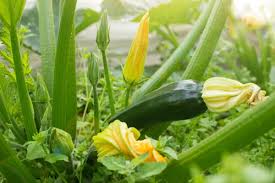 Check spelling or type a new query. Zucchini Plants Growing Slowly Thriftyfun