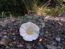 Image result for Xylopia collina