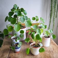 Image result for Pilea