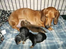 Akc quality miniature dachshund puppies that are carefully handled with care. Beautiful Akc Dachshund Puppies For Sale In Bryan Ohio Classified Americanlisted Com