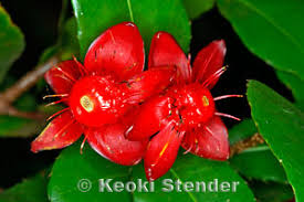 Image result for Ochna