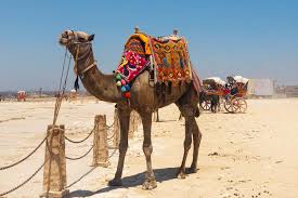 Despite the lore surrounding camels and their humps, a camel's hump has nothing to do with their excellent retention of water. Camel Giza Egypt My Mola