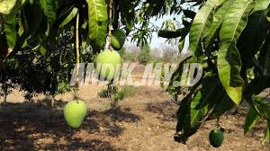 Banyaknya tanaman alpukat yang sulit berbuah saat musim berbuah tiba, terkadang sangat menjengkelkan para petani. Cara Merawat Pohon Mangga Agar Cepat Berbuah Andik My Id