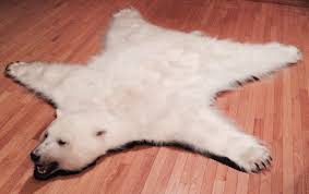 It is professionally mounted by taxidermist. Polar Bear Rug