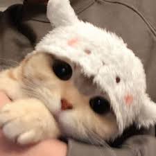 Pin By On Cuties In 2020 Cute Baby Cats Baby Cats Cute Cats