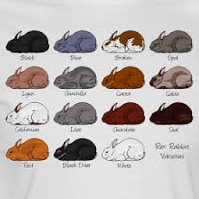 Black And White Spotted Rabbit Breeds Rainbow Ranch Farms Rex Rabbits Pure Breed Rabbit Colors Mini Rex Rabbit Rabbit Breeds