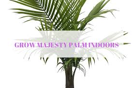If your parlor palm has dried or burnt leaves, you should give it a detox. Majesty Palm Grow It In A Pot Indoors Gardenologist
