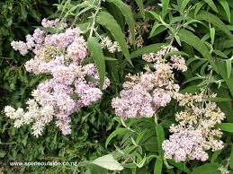 Image result for Buddleja salviifolia