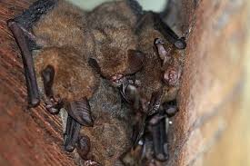 Superba does not differ from other glauconycteris, we find that most external features are in fact different from glauconycteris sensu stricto. Eastern Long Eared Bat Wikiwand