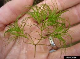 Image result for Najas