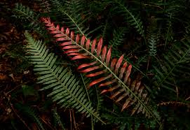Image result for Blechnum attenuatum